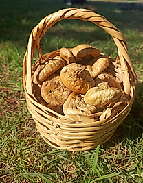 Ballı Büyük Boy İncir 1 KG