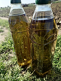 Soğuk Sıkım Sızma Zeytinyaĝı