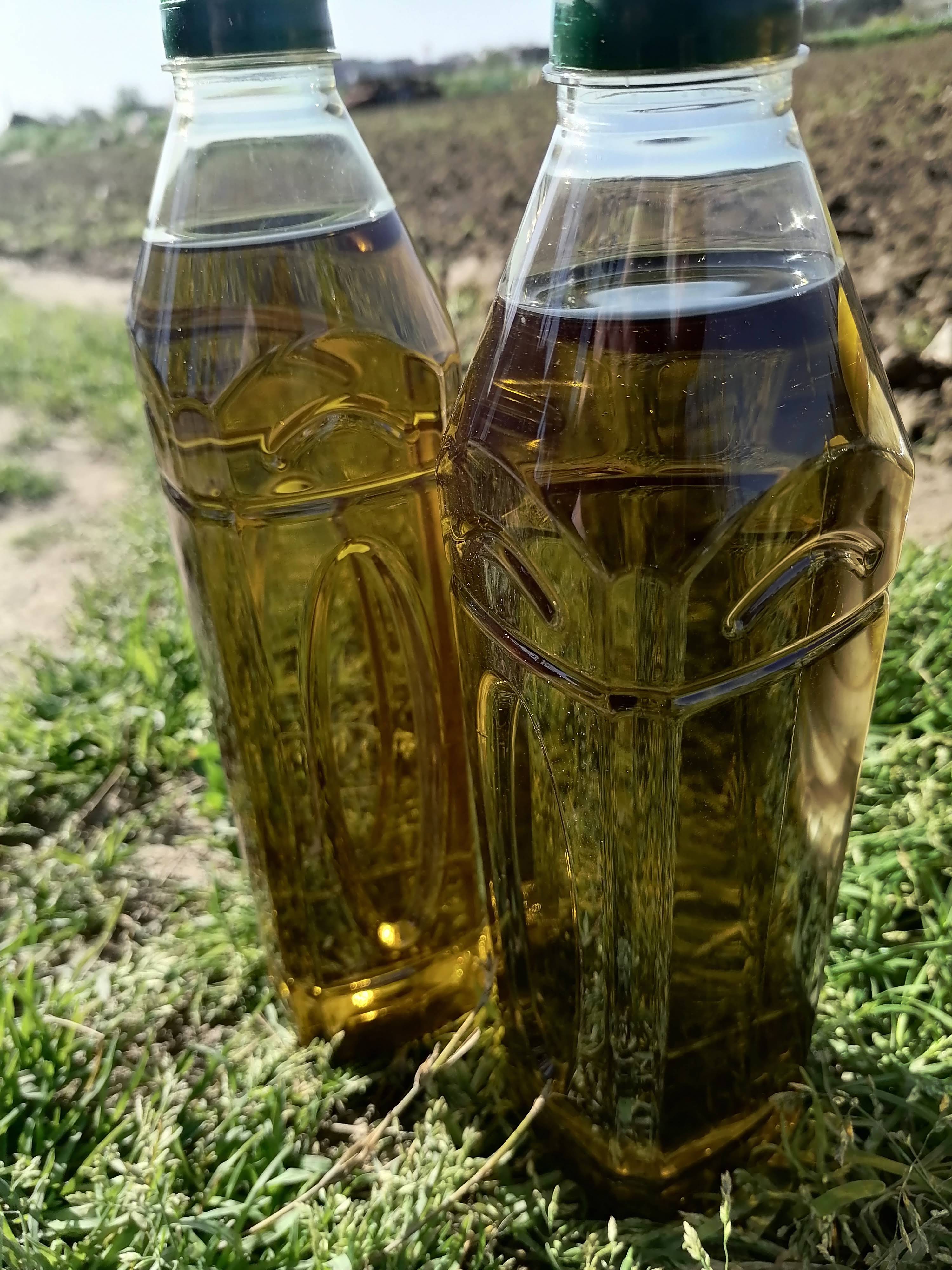 Soğuk Sıkım Sızma Zeytinyaĝı